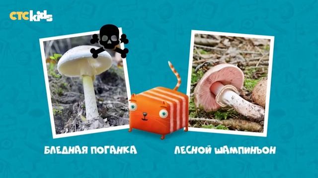 Кот Кубакот Грибы