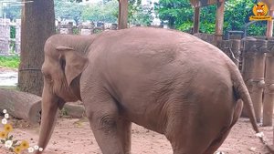 Lovely Animal Sounds: Fennec Fox, Elephant, Chipmunk, Boar,... | Animal Moments