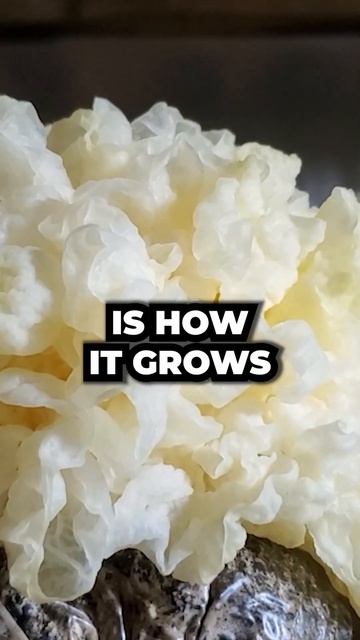 Medicinal, Culinary, and Parasitic?? (TREMELLA MUSHROOM) смотреть онлайн