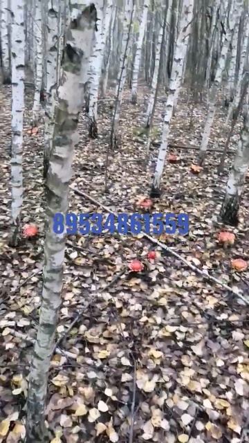 мухомор микродозингшаманйогаброситьпитьброситькуритьлеслечениешаманкингкайфкайфулижизн