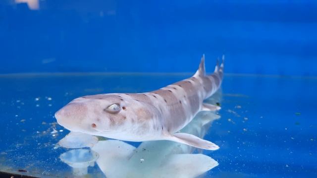 Banded Catshark - Atelomycterus fasciatus