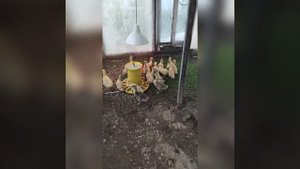 Как выросли утки Агидель