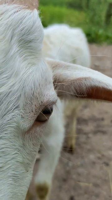 Domestic goat Коза-дереза -71 Домашние животные Pets #shorts