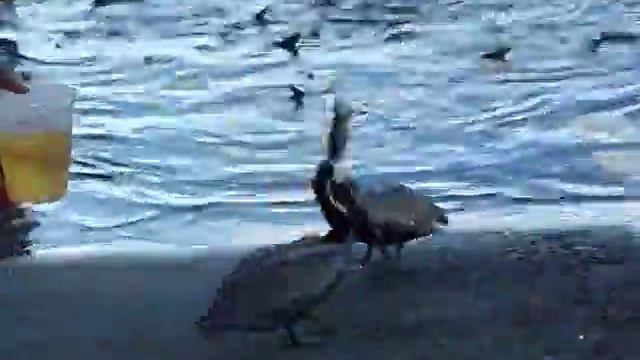 Pelican feeding from fish Part 2