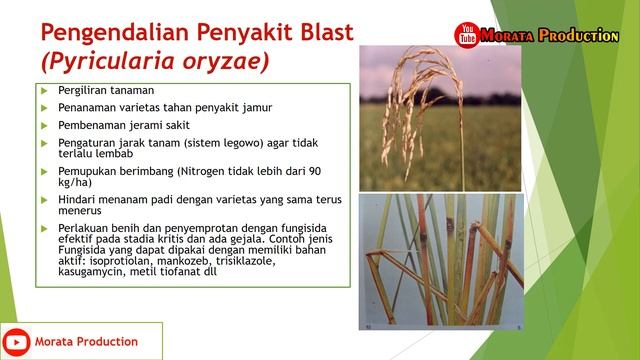 Obat Pertanian Obat Blas Padi, Obat Patah Leher Padi смотреть онлайн