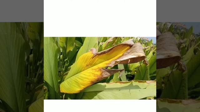 Turmeric disease control measures!