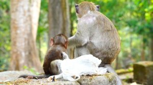 😱🐵🐒Мать-обезьяна кусает ребенка за руку😥😢