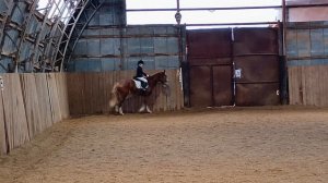 Каспер и Даша, манежная езда 1.2, проведение соревнований. #horse #equestrian #лошади #pony