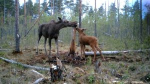 Соль для лосей. Солонец. Лоси на солонце.