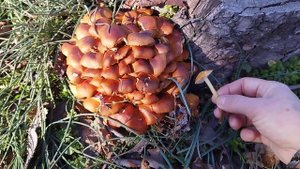 двойник фламулины (зимнего опёнка)