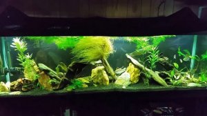 Adding A T8 Fixture To My 125 Gallon Planted Tank - 6500 K