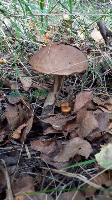 В ЛЕС ПО ГРИБЫЫЫ-8 (ПОДБЕРЁЗОВИК) смотреть онлайн