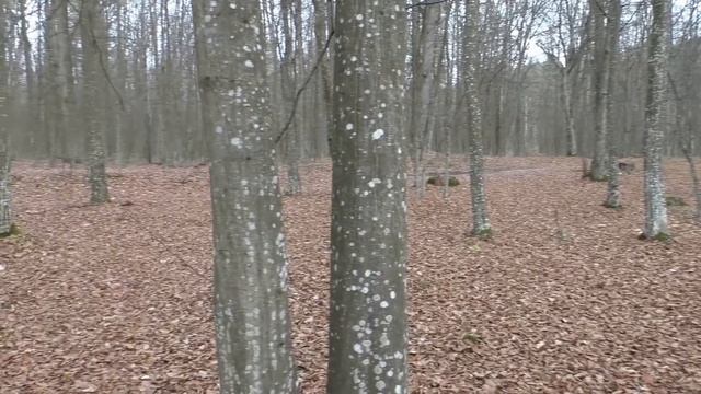 Приглашаем в Лес за Грибами 😍👍 смотреть онлайн