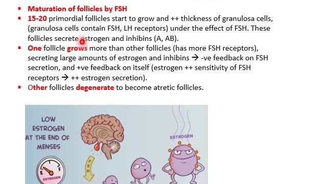 MED LEVEL2 REP PHYSIOLOGY OVARIAN FUNCTION OVARIAN CYCLE LECTURE1 смотреть онлайн