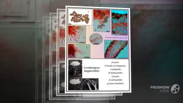 Leratiomyces magnivelaris - fungi kingdom смотреть онлайн