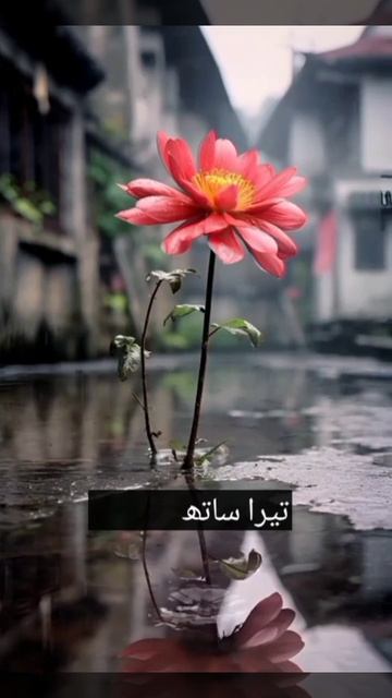 romantic Poetry #ytshort #poetry #youtube #viral смотреть онлайн