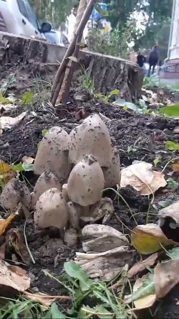 Осень и грибы в городе смотреть онлайн