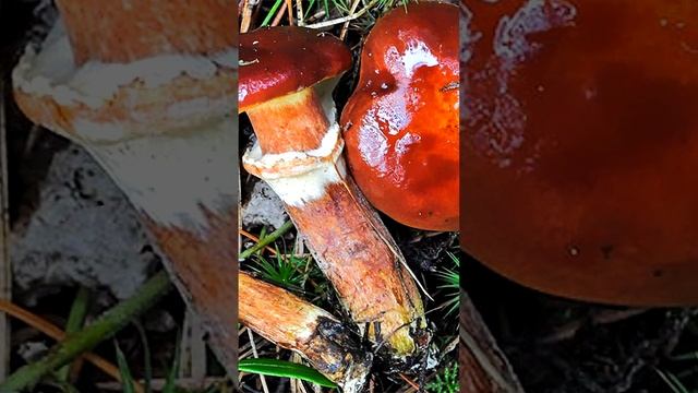 Маслёнок Клинтона (Suillus clintonianus) short #shorts смотреть онлайн