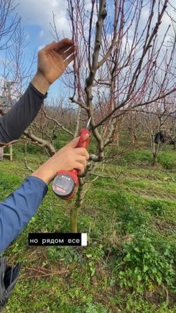 Развод веток при обрезке деревьев