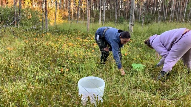 СОБИРАЕМ КЛЮКВУ смотреть онлайн