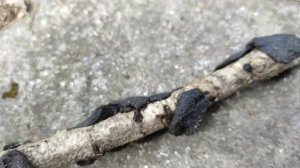 Эксидия Железистая / Exidia Glandulosa