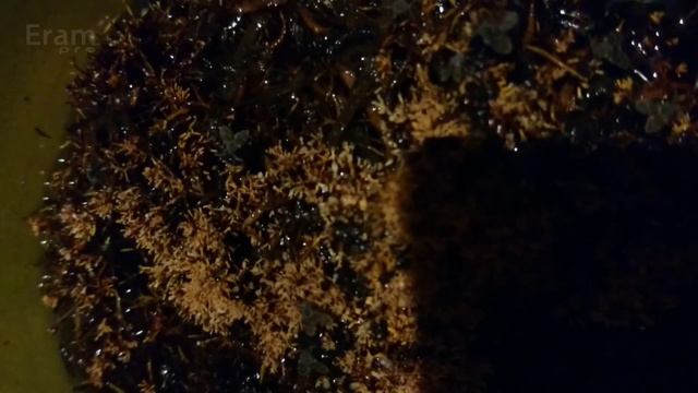 JAMUR KEBERUNTUNGAN YANG HARGANYA MILIARAN || JAKABA Eram pro смотреть онлайн