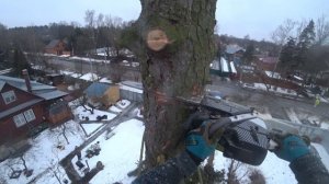 Удаление двух ствольной Ели