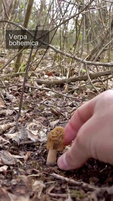 Mushroom Foraging #Shorts - April 2021 - Early morels | Verpa bohemica смотреть онлайн