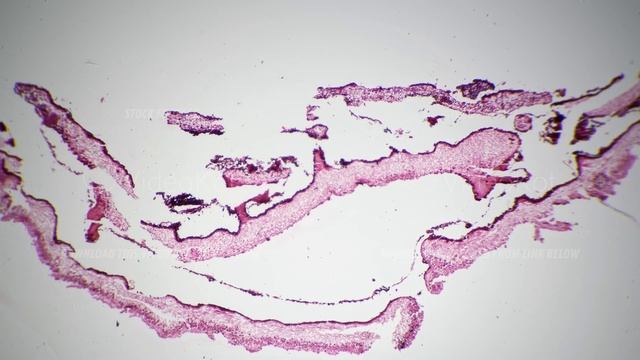 Lichen section under microscope 40x for educational issues and experiments on bright field