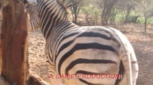 WATCH HOW THE FEMALE ZEBRA BEHAVES AFTER URINATING