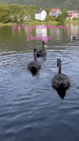 #cygnets #birdsound is #lovely August 5’ #2024 #naturelovers #birdlovers Relaxing #nature