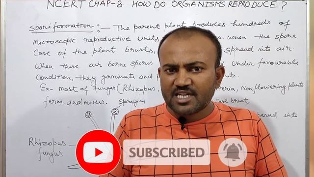 spore formation class 10|| asexual reproduction in Rhizopus смотреть онлайн