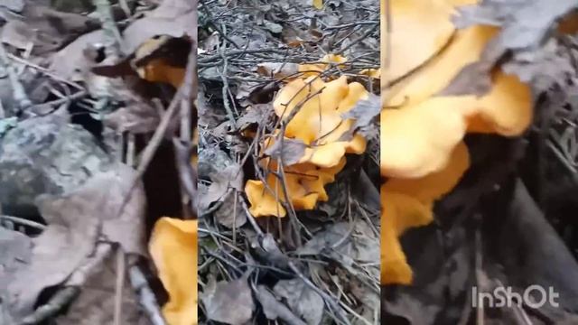 Супер поход на тихую охоту за грибами! super quiet mushroom hinting trip.