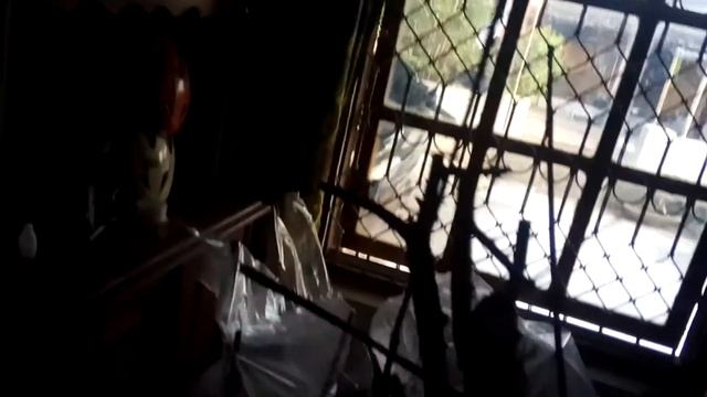 Cara tanam bakalan bonse yg tak ada akar 100% hidup смотреть онлайн