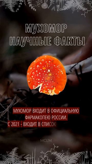 Мухомор - научные факты №1🧐  #мухомор #mclm #лечебныегрибы #заботаоздоровье