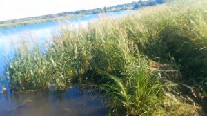 рыбалка на удочку и фидер река шача.