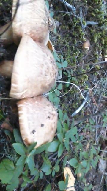 Мацутакэ смотреть онлайн