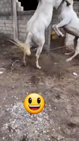 Horse male and Horse female funny 🐴🤣🤣🤣🤣