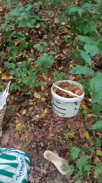 грибы 2021 смотреть онлайн