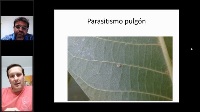 FFO en nogales pecán