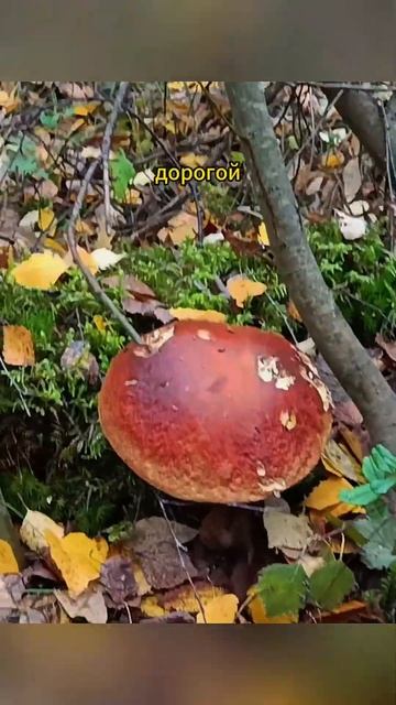 БЕЛЫЙ ГРИБ🐿🦔МОЖЖЕВЕЛОВЫЙ!!! 🍄 #shorts смотреть онлайн