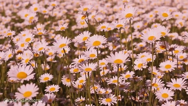 Раскудрявилась пышная роща. Автор А.А. Комаров смотреть онлайн