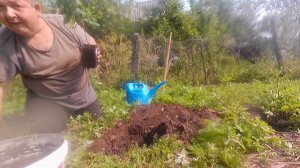 посадка Азиминой - Северный банан азимина экзотическое растение пробуем сажать азимину