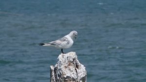 Обыкновенная моевка   Rissa tridactyla