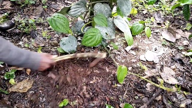 Trichoderma application and benefits for Black pepper | pepper |ಟ್ರೈಕೊಡರ್ಮ ಬಳಸಿ ಮೆಣಸಿನ ಬಳ್ಳಿ ರಕ್ಷಿಸ смотреть онлайн