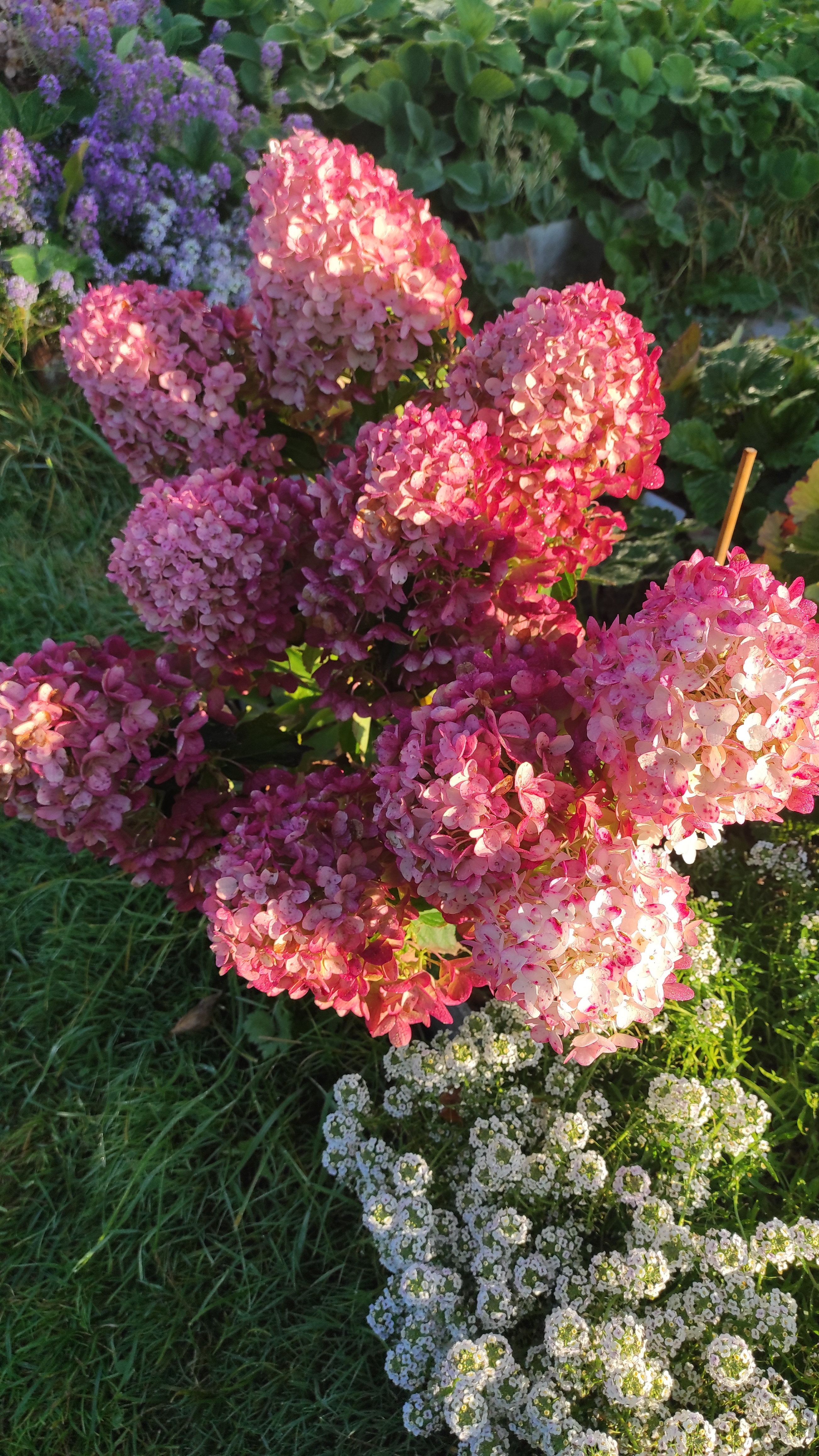 Сорта гортензий, которые не горят - Little Rose/Литтл Рози.