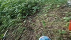 Поездка за паутинником триумфальным.