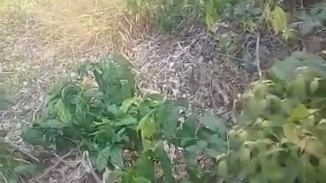 Viral Aneh Tapi nyata.penemuan Ayam Berkaki 3.subhanallah kuasa tuhan yg maha esa.