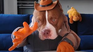 питбуль в ресторане