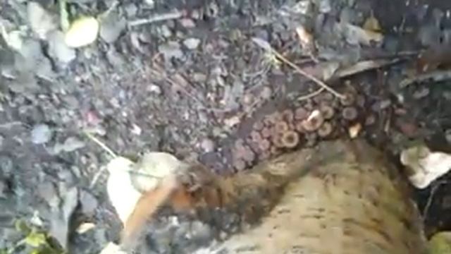 ура получилось!!! первый урожай 2